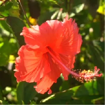 石垣島・白保の海②